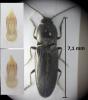 Cardiophorinae inconnu
